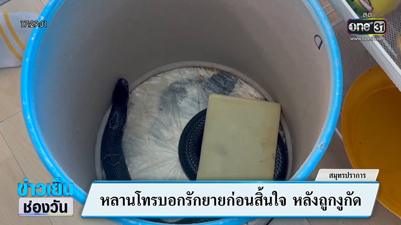 หนุ่มถูกงูเห่ากัด โทร. หายายสั่งลา ก่อนสิ้นใจคาสาย  หนุ่มถูกงูเห่ากัด โทร. หายายสั่งลา ก่อนสิ้นใจคาสาย
