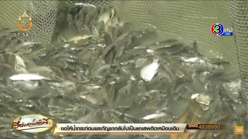 ปลาหมอสีคางดำ ปลาหมอสีคางดำ