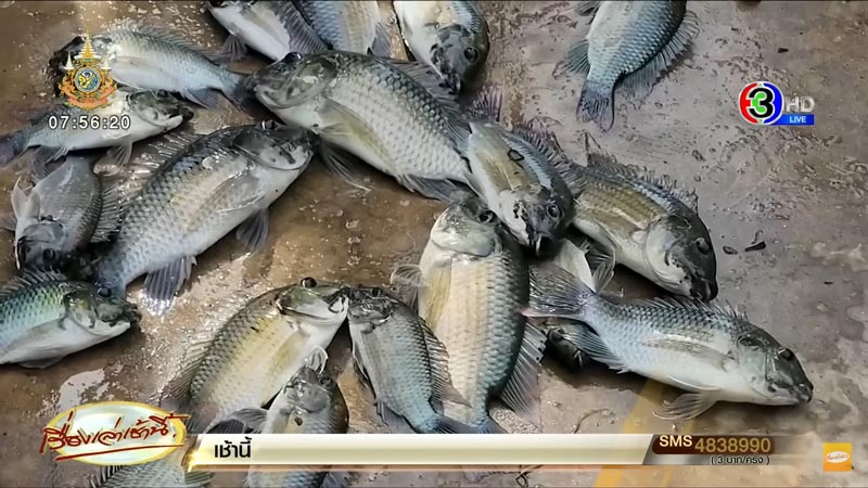 ปลาหมอสีคางดำ ปลาหมอสีคางดำ