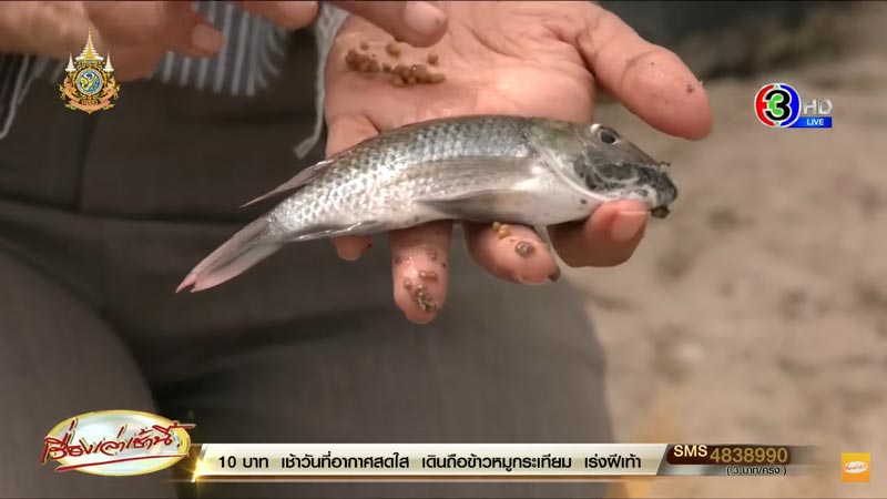 ปลาหมอสีคางดำ ปลาหมอสีคางดำ