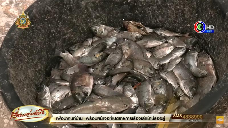 ปลาหมอสีคางดำ ปลาหมอสีคางดำ