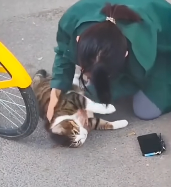 ทำ CPR ช่วยชีวิตแมว