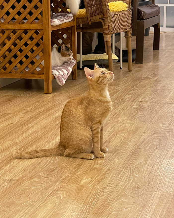 โมฮุโมฮุคาเฟ่ คาเฟ่แมวสไตล์ญี่ปุ่น